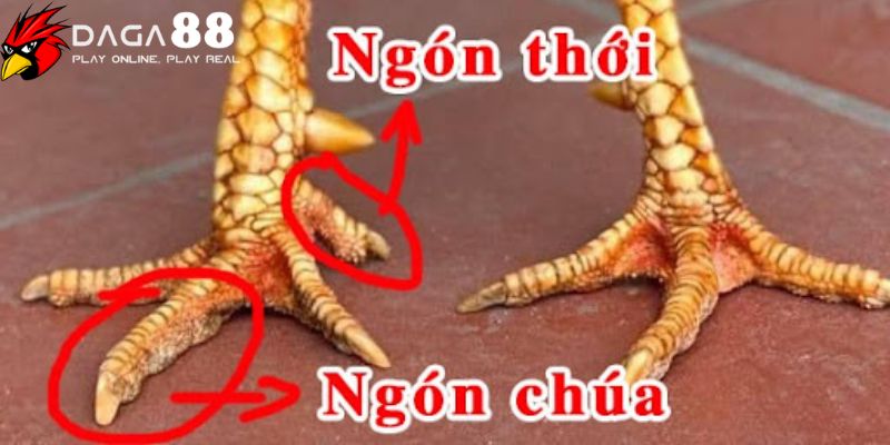 Chia sẻ những bí quyết về việc xem vảy ngón chân gà chọi