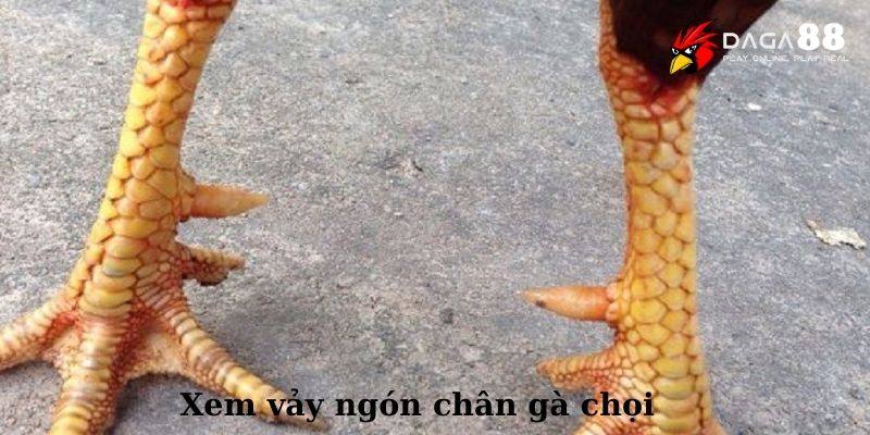 Những trường hợp nên tránh khi xem vảy ngón chân gà chọi