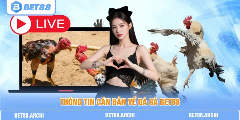 Bảng tiêu chí kiểm tra chất lượng phát sóng và bảo mật khi xem chọi gà