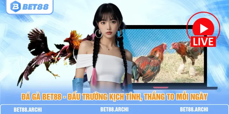Hai chiến kê giao đấu trong trận cựa dao và cựa sắt trên sới